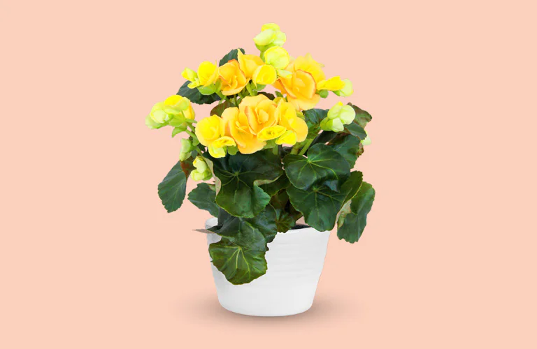 begonia_FestaDonna_768x500_fondoColore.jpg
